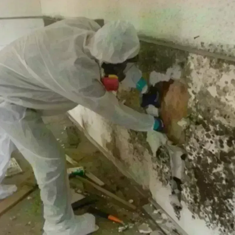 Mold Remediation and Removal in Martin, SD